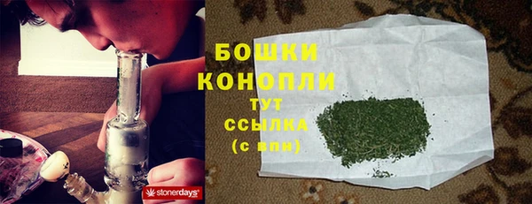 сатива Беломорск