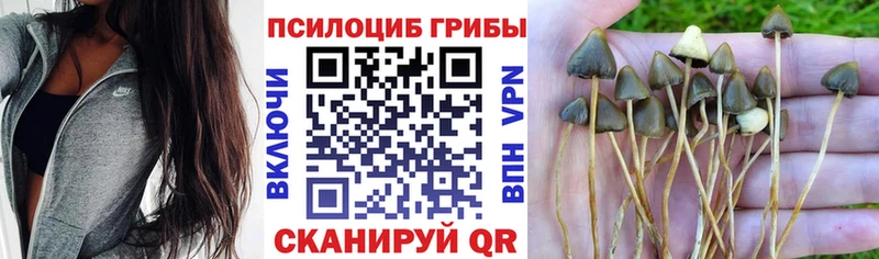 Псилоцибиновые грибы ЛСД  купить   Обь 